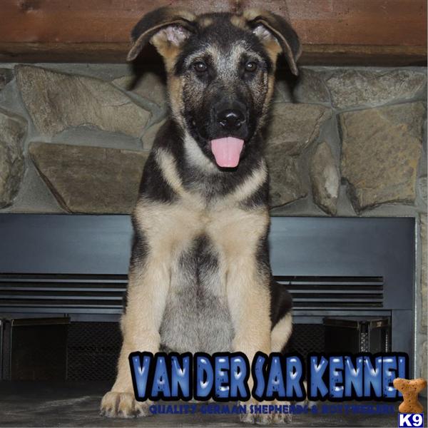 German Shepherd Puppies in FL